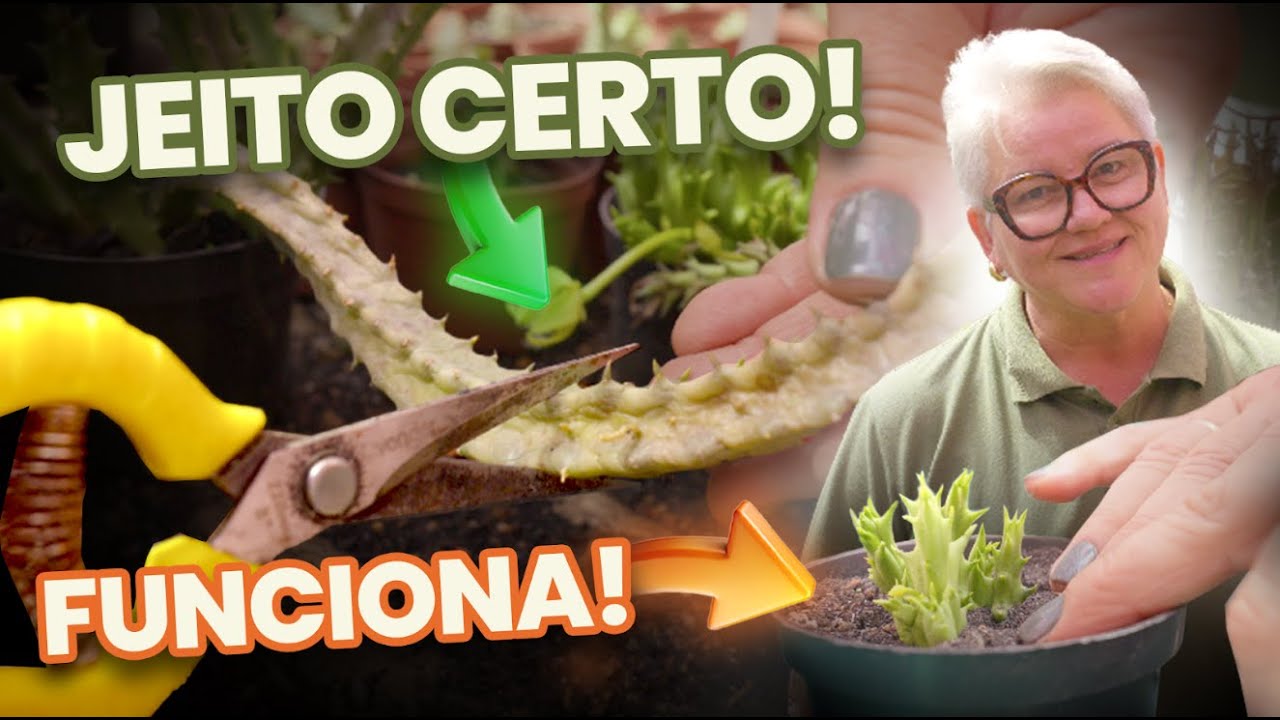 Como propagar Stapélias do jeito certo Orbea e Stapelia