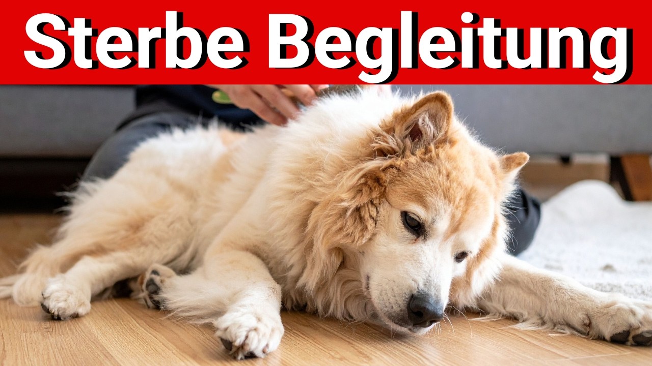 🐕🐈 Sterbeprozess ausführlich erklärt (genauer Ablauf) // Ganzheitliche Tiergesundheit