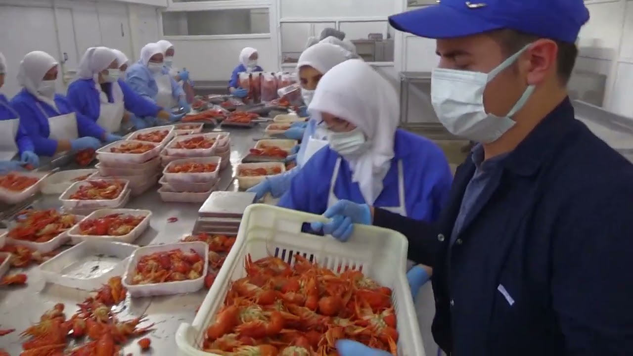 6 ülkeye tatlı su kereviti ihraç ediliyor