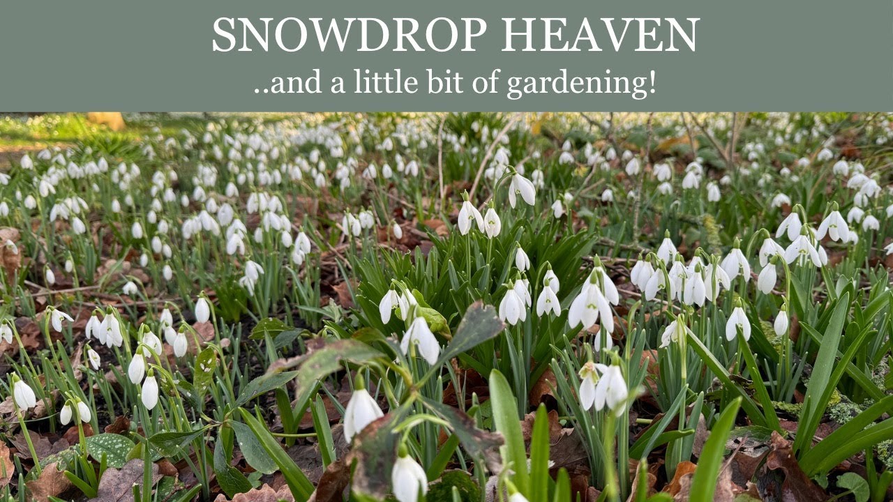 Snowdrop Heaven - The Laundry Garden