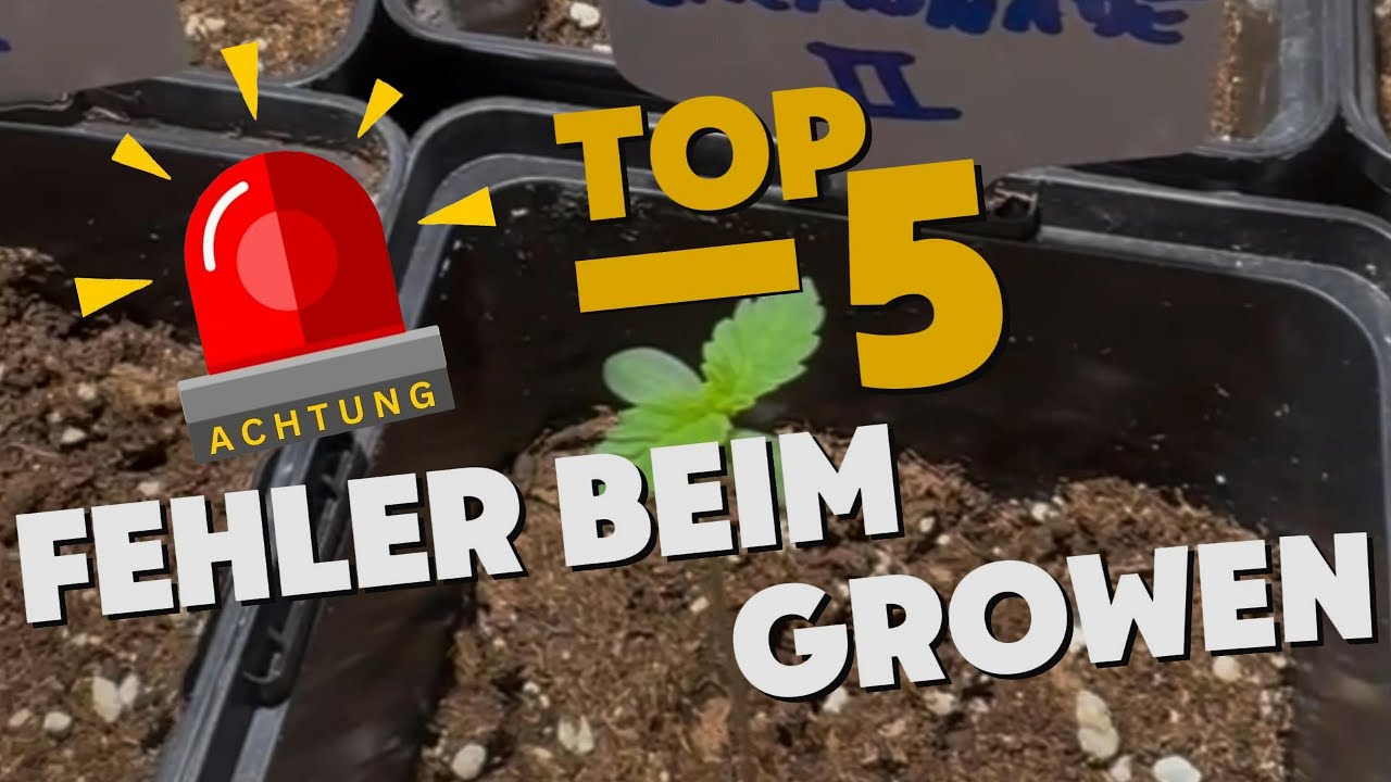 Die 5 h&auml;ufigsten Anf&auml;ngerfehler beim Cannabis-Anbau und wie du sie vermeidest