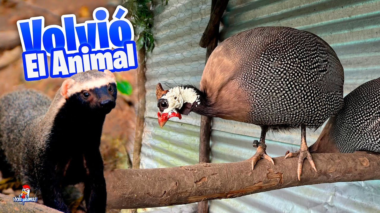 VOLVIO EL ANIMAL QUE SE COME A MIS 🐔 Y Soltamos a las Guineas