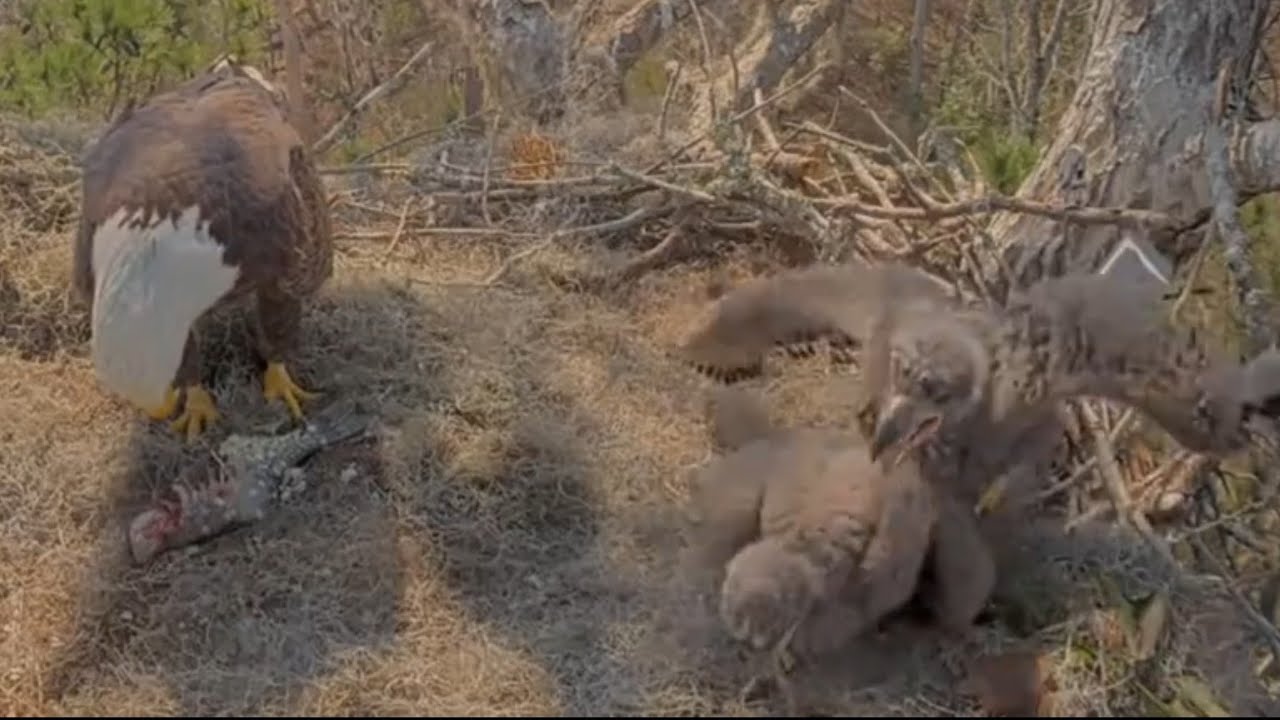 Dad in for feeding, Big eaglet tries to bonk small eaglet | Kisatchie National Forest E-3 | Feb 27