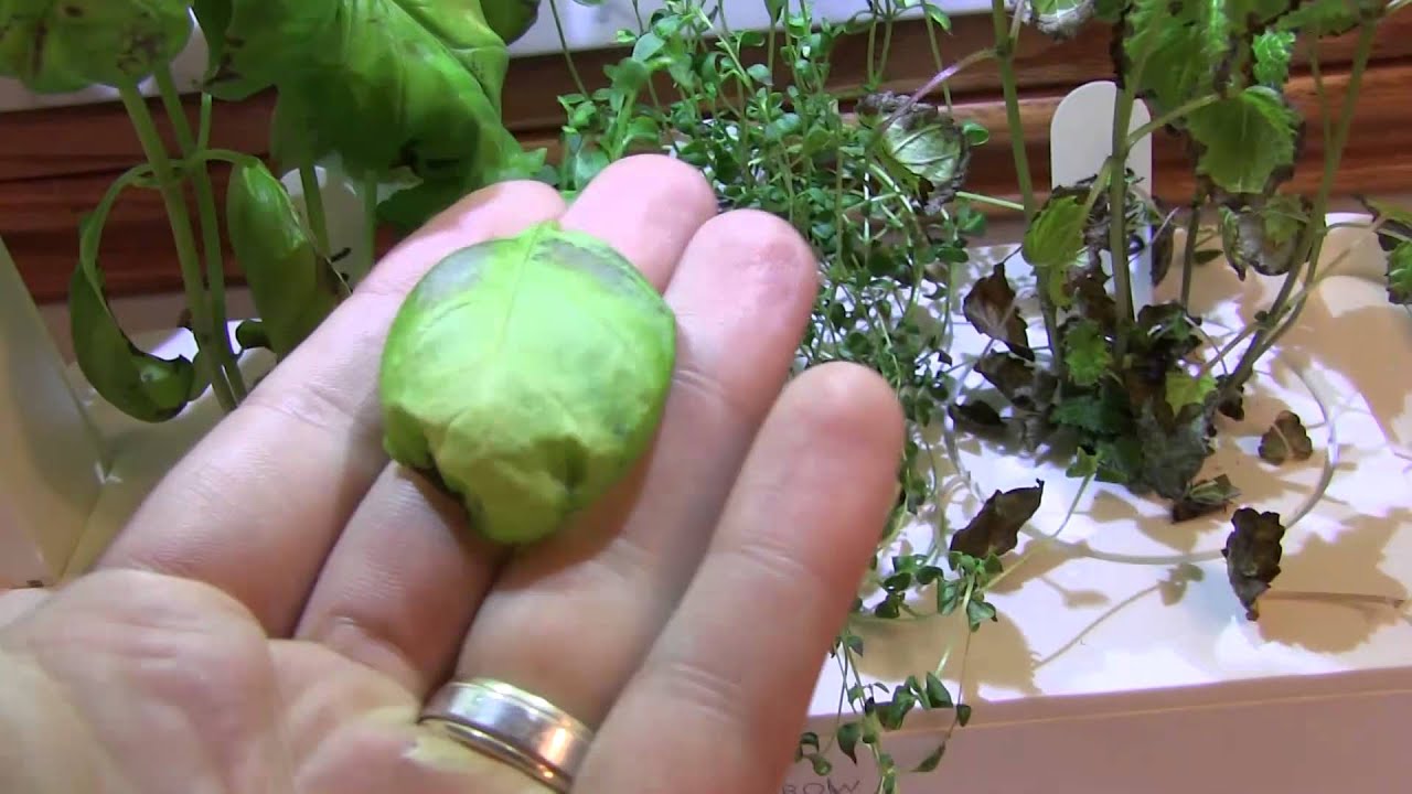 Official Review of the Click & Grow System Indoor Herb Garden