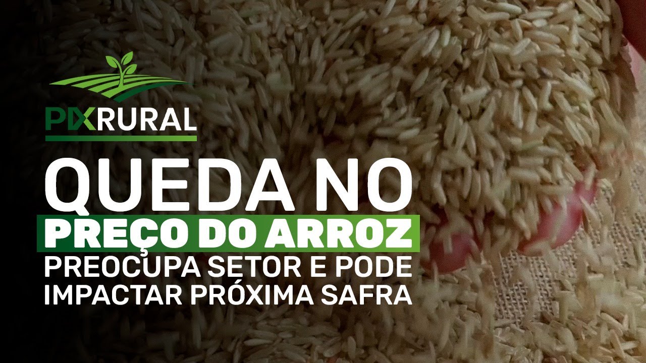 QUEDA NO PREÇO do ARROZ preocupa PRODUTORES e INDÚSTRIA