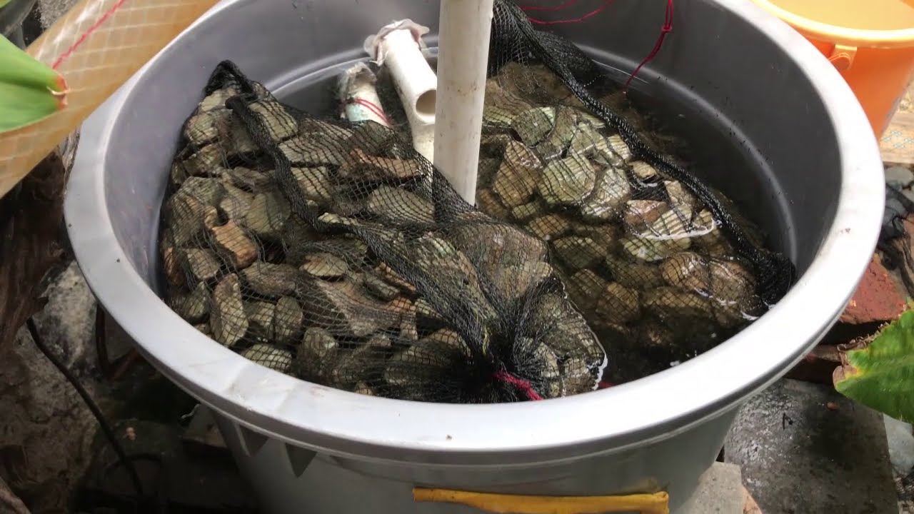 PH Meter dan manfaat Karang Jahe dan Kulit Kerang sebagai PH Buffer - [KOI Pond]