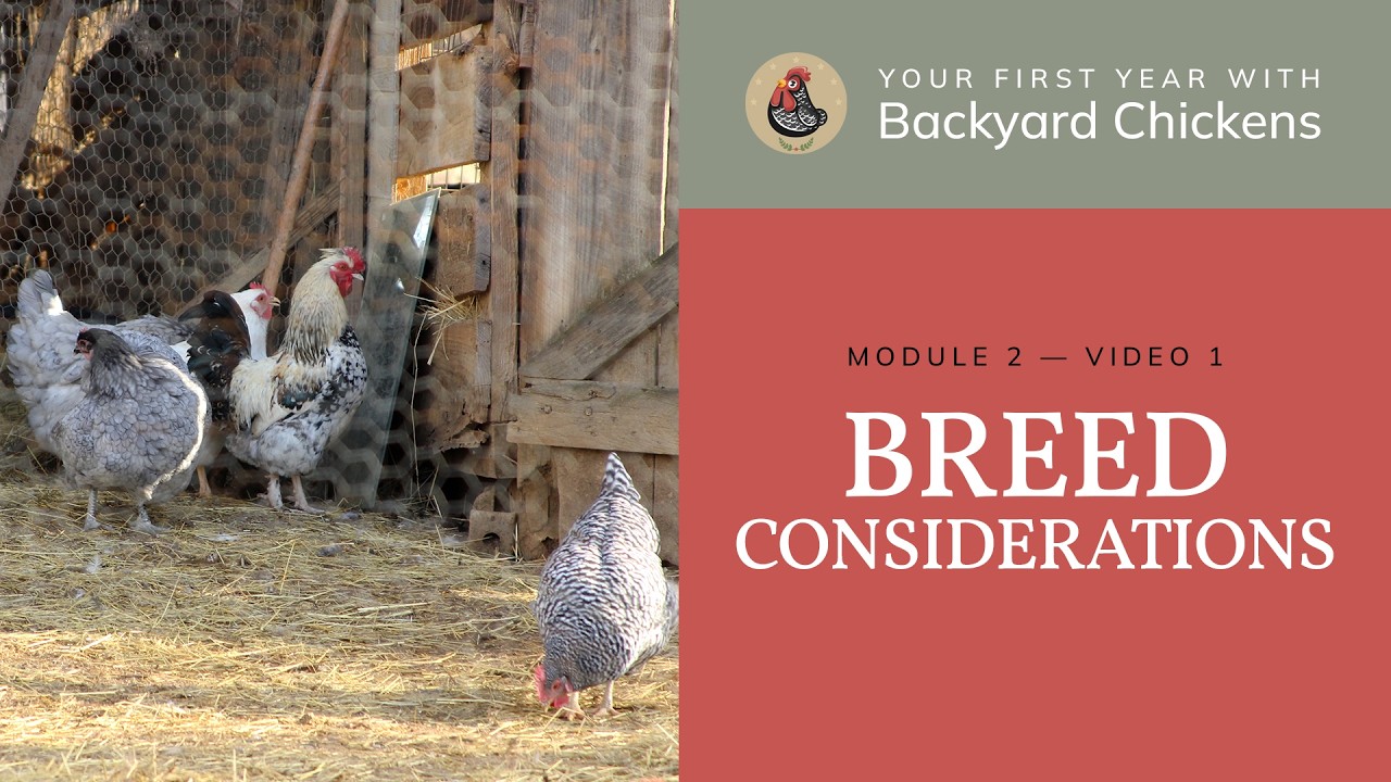 M2 V1 Choosing Chicken Breeds: Considerations