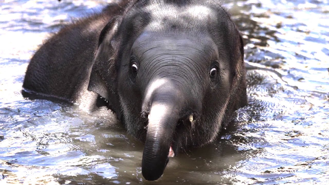 elephant 4k video,elephant baby swimming,elephant zoo 4k,baby animals 4k,elefant baden Elefantenbade
