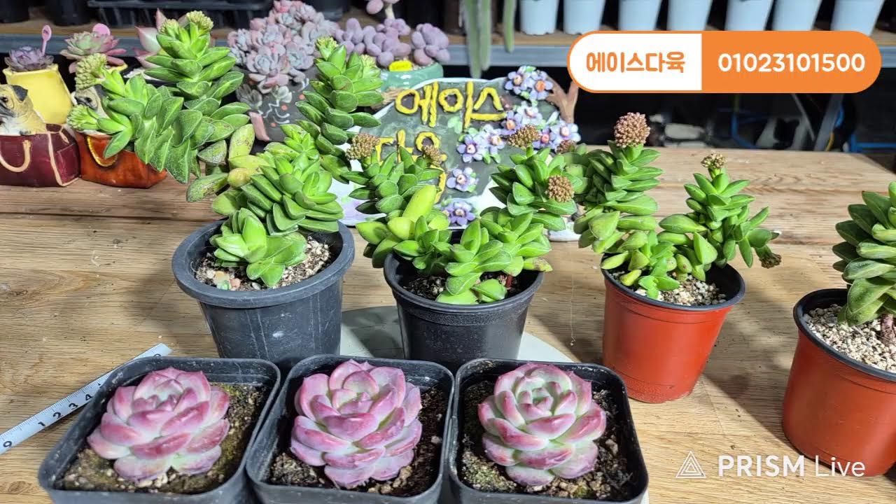 에이스다육 라이브 방송