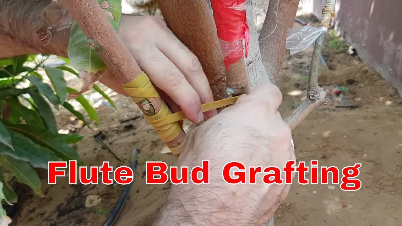 Grafting mango tree - flute bud grafting