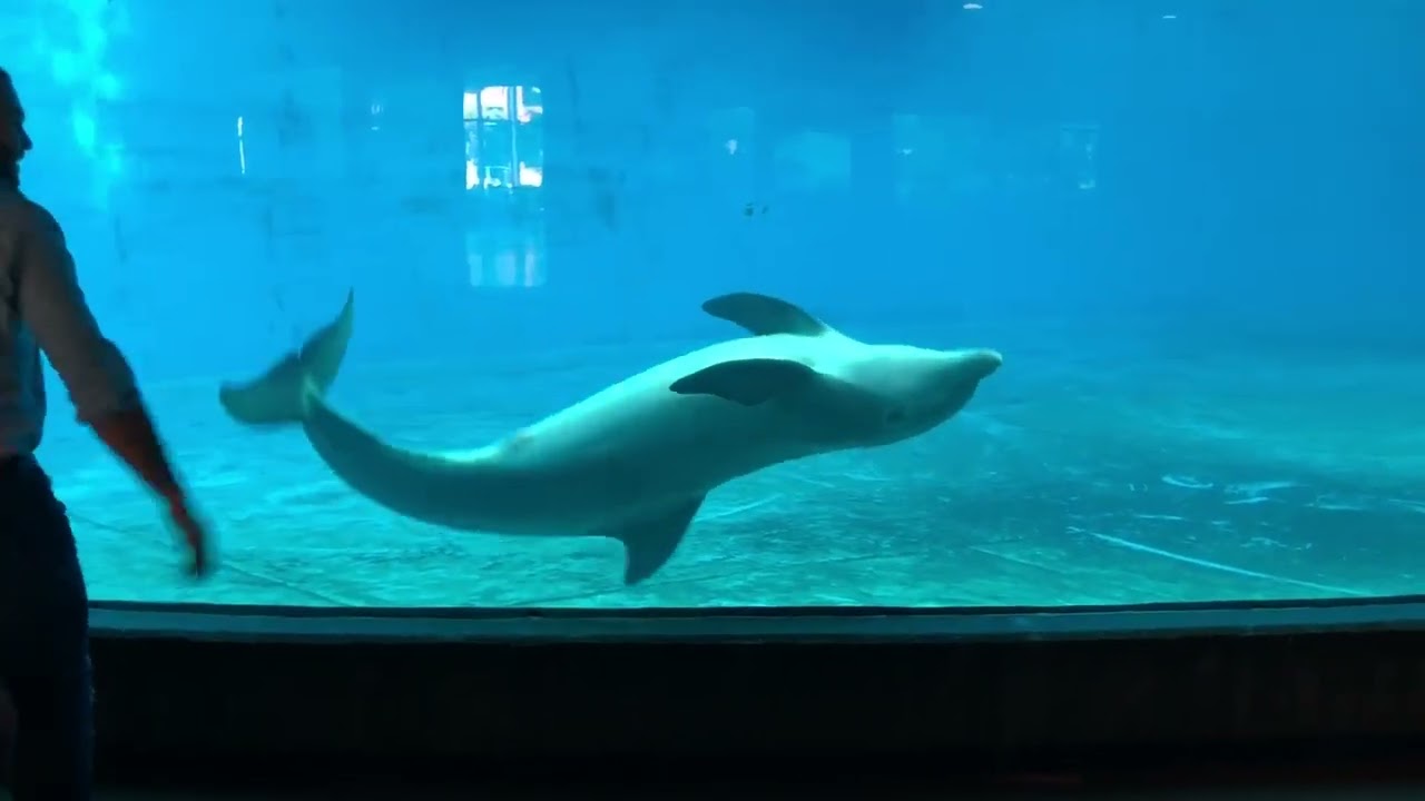 Man and dolphins do cartwheels at the same time!