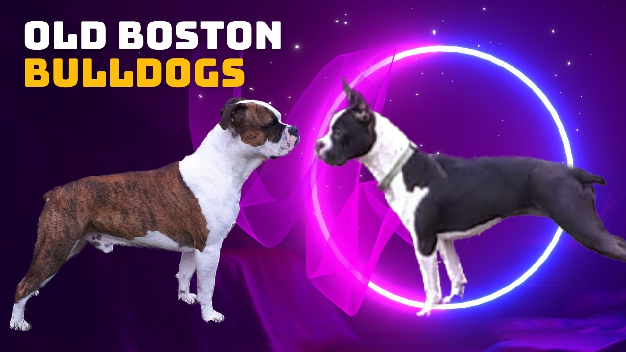 ***Remix*** Episode 13: Olde Boston Bulldogs - Nathaniel Rutan from Rutan’s Working Dogs