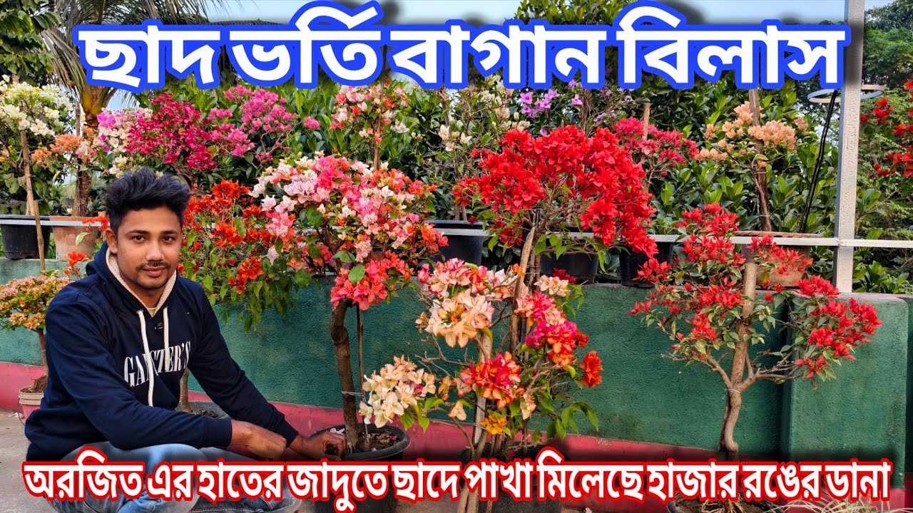 এতো ভ্যারাইটির আইডি একটা ছাদ বাগনে বোগেনভিলিয়া সত্যিই অবিশ্বাস্য / Bougainville Rooftop Garden
