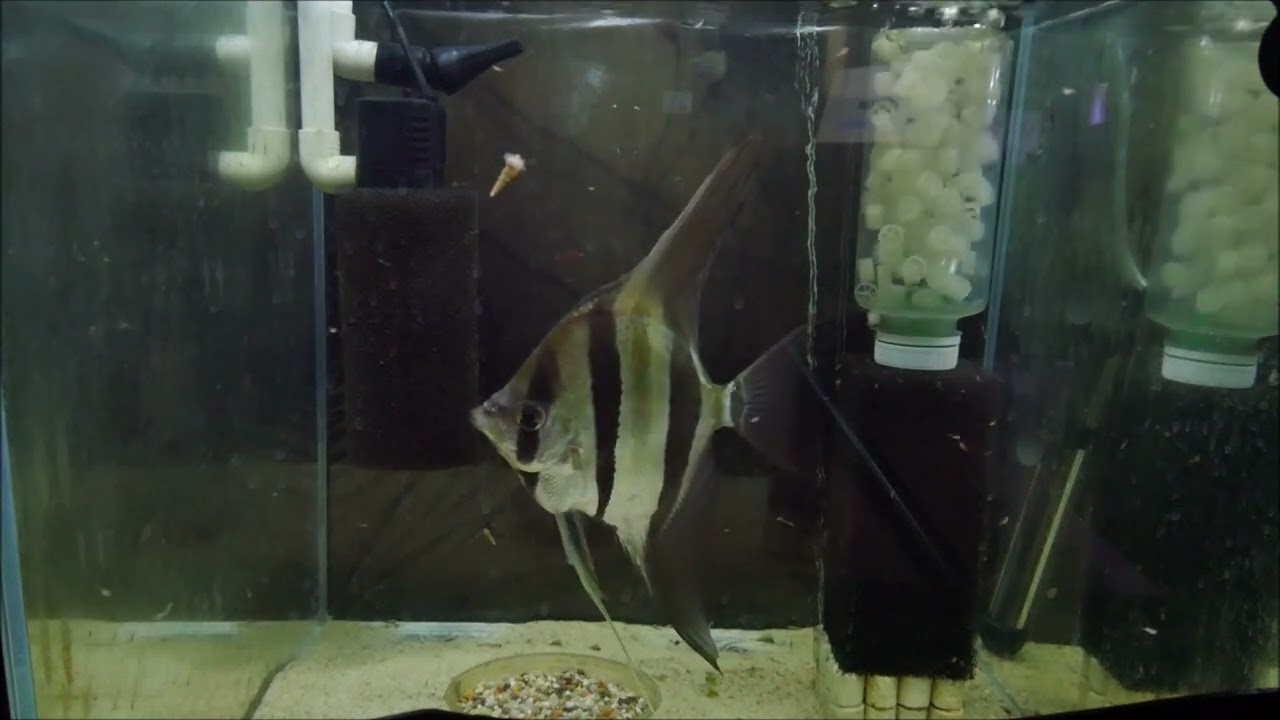 419. Leczenie Altuma, karmienie.