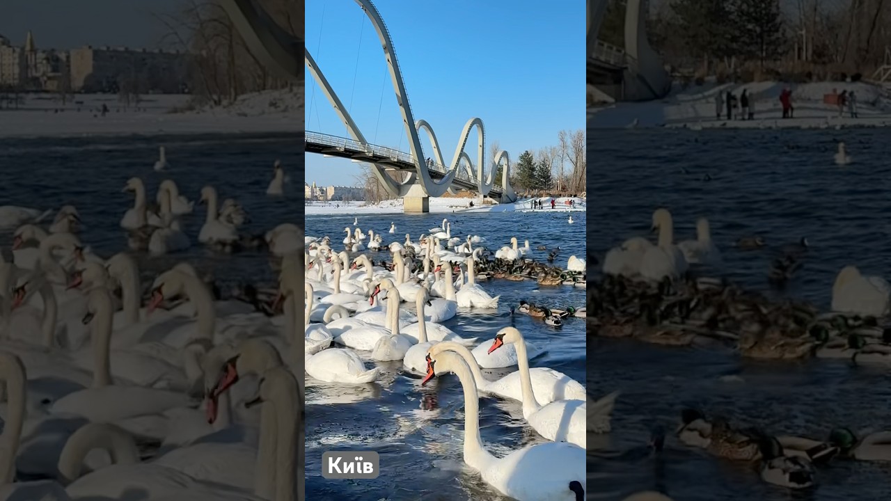 Київські лебеді! Краса неймовірна! Але дуууужеее холодно!!! 