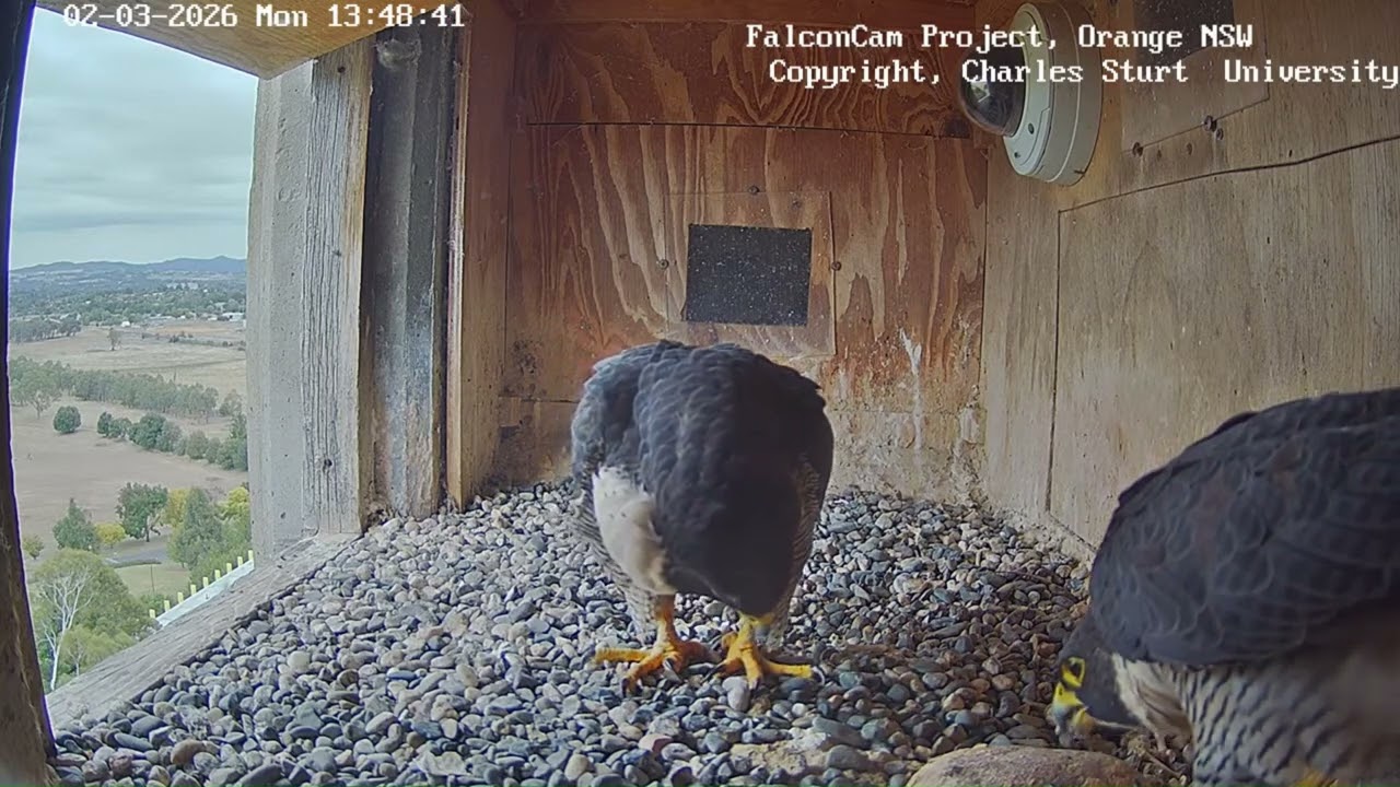 Bonding and Gimbir taking his prey FalconCam Project, Orange NSW, 2 March 2026