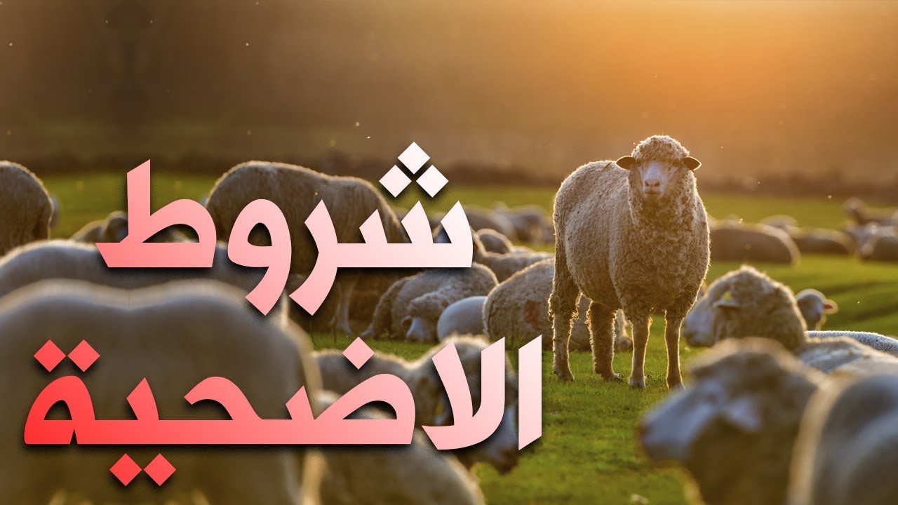 تعرف على شروط الاضحية الصحيحة حتى لا يضيع الأجر