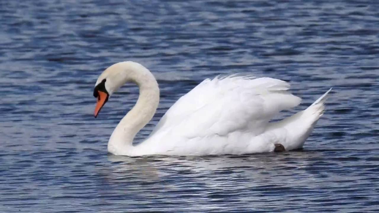 Mute Swan calling