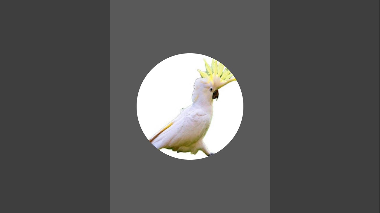 Richie the Cockatoo live