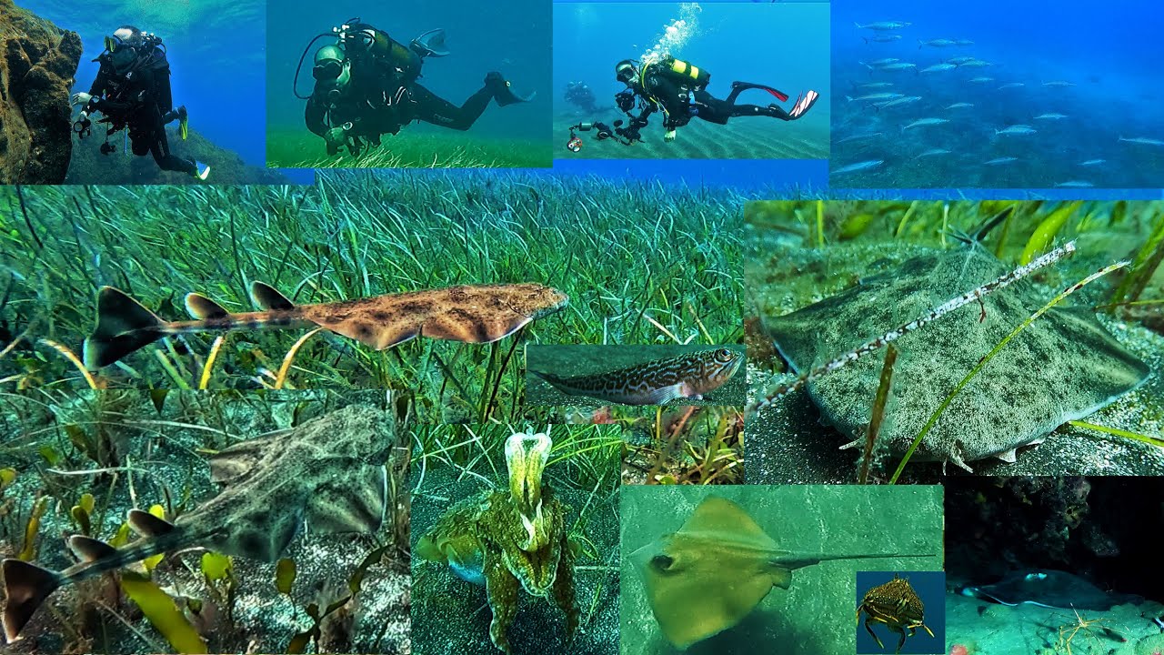 Buceo en el Tablado, el veril 12-10-2022