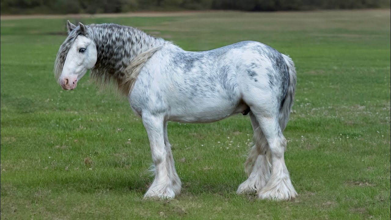 Hollywood! 5 yr old registered Gypsy Vanner Gelding. Imported from the United Kingdom! 