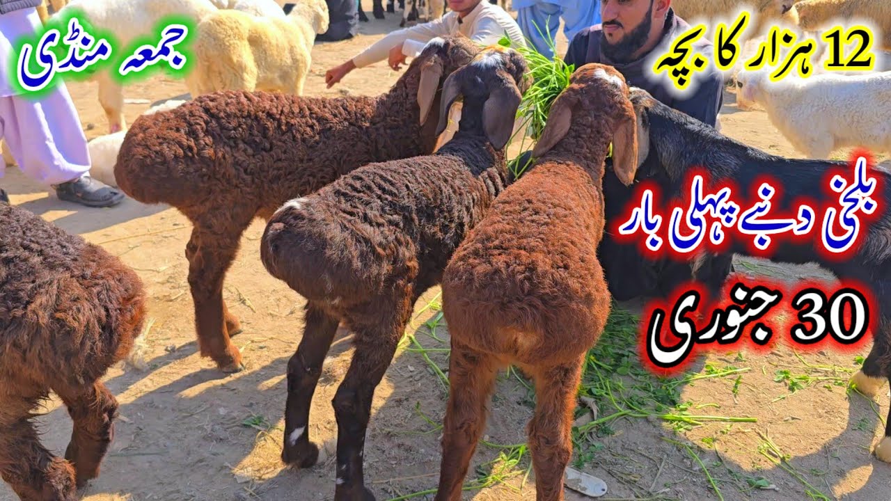 30 January 2026 نیو جمعہ منڈی مکمل معلومات جانیے بلخی ترکی دنبے اور ککے بلے مندرے چھترے خریدیں