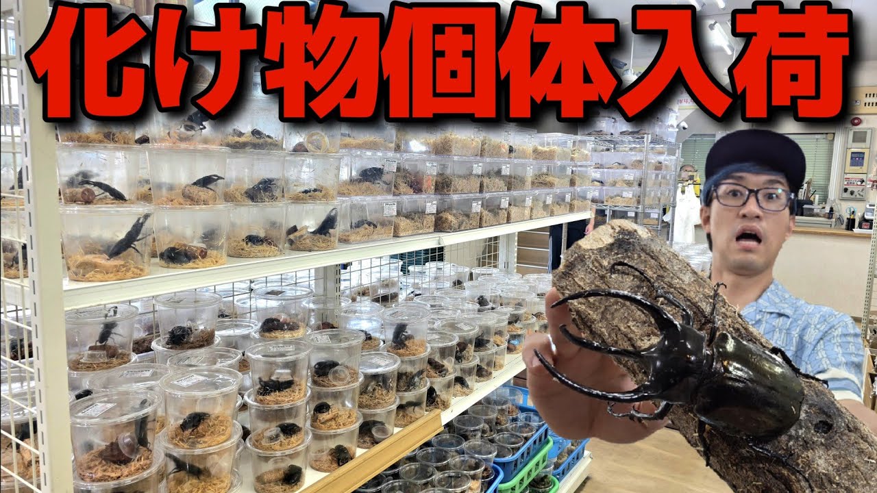 10年振りに入荷したヤバすぎるカブトムシが関東最大級の昆虫ショップに降臨しました