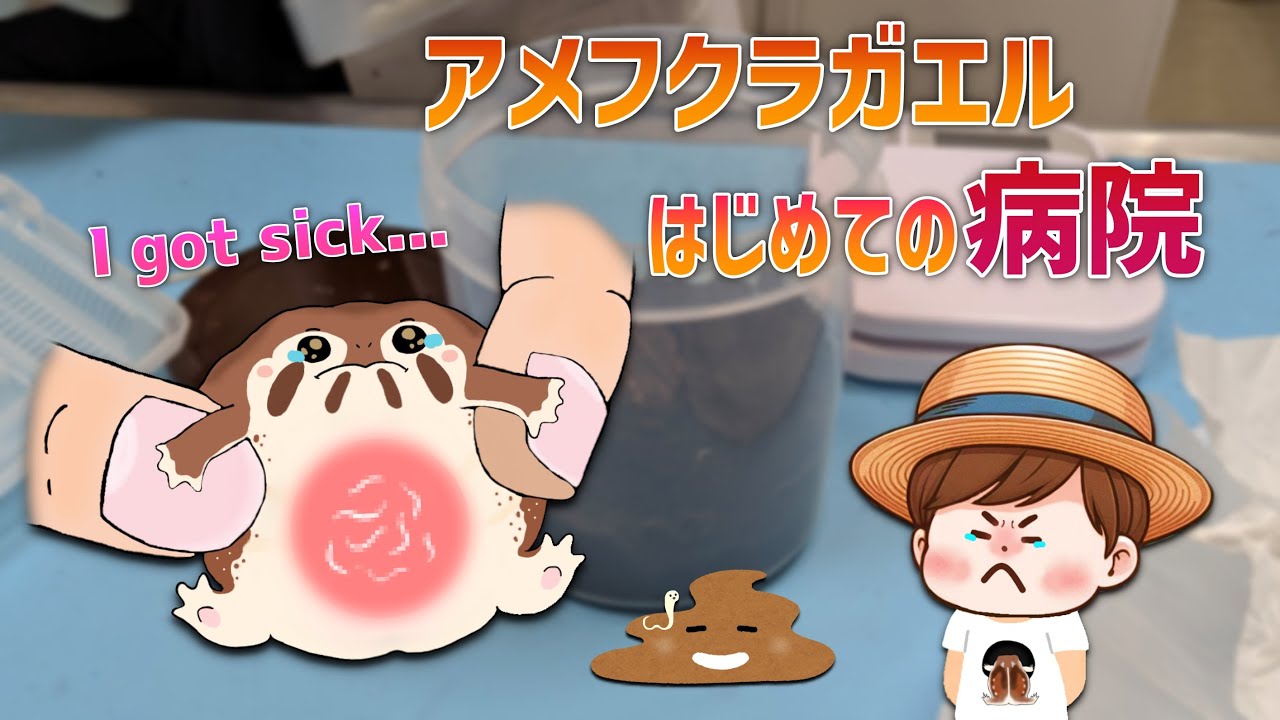 アメフクラガエルが謎の病気にかかりました...【※寄生虫】