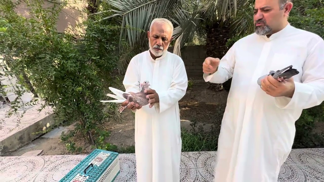 سهيل المبارك تصوير فرخات حمام سلاله قديمه