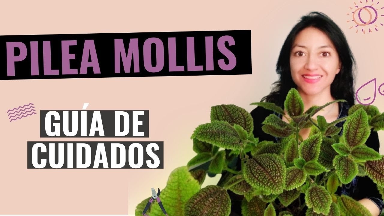 Planta de la amistad (Pilea mollis) cuidados - Guía completa para principiantes!