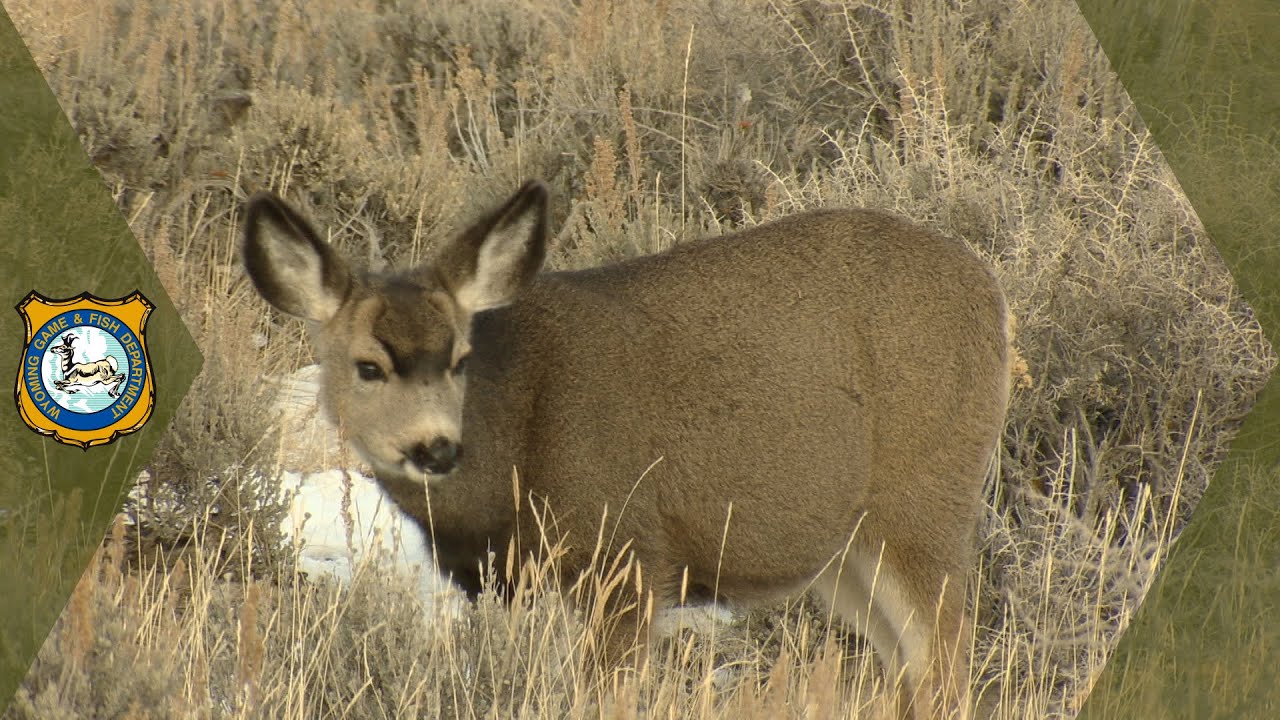 Wyoming Range Outlook