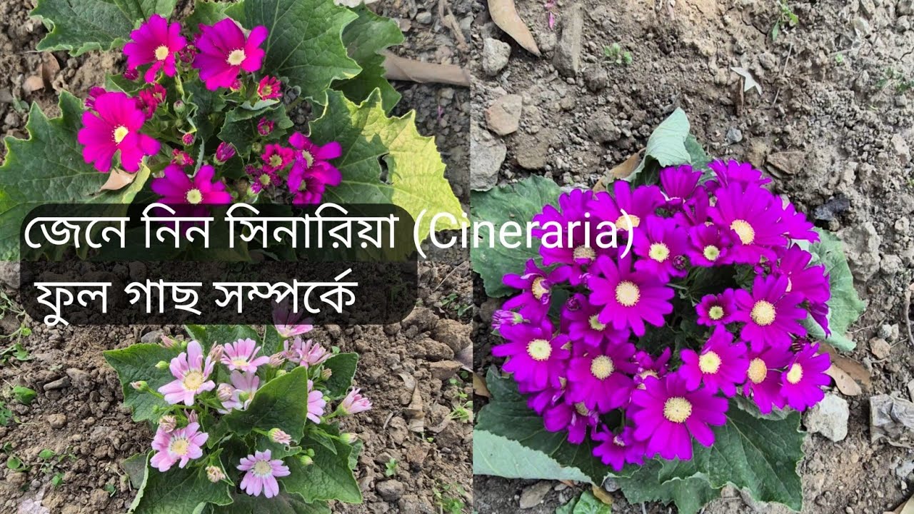 সিনারিয়া ফুল | Cineraria Flower | Important Tips | জেনে নিন সিনারিয়া (Cineraria) ফুল সম্পর্কে 