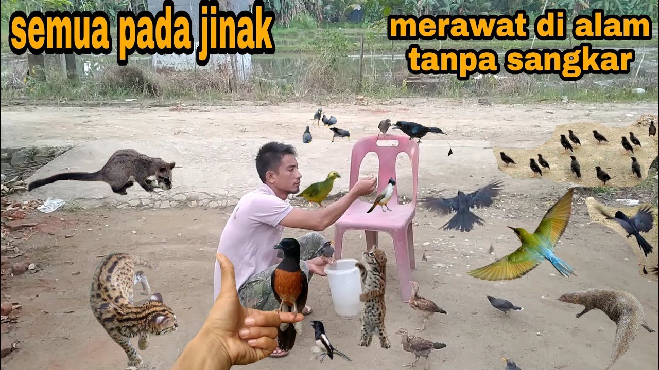 BURUNGNYA PADA NGUMPUL KETIKA DIPANGGIL