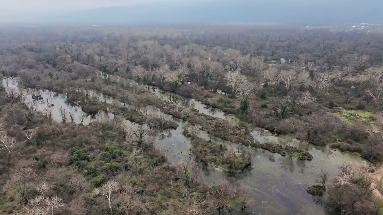 Karacabey Yeniköy Longoz Ormanları