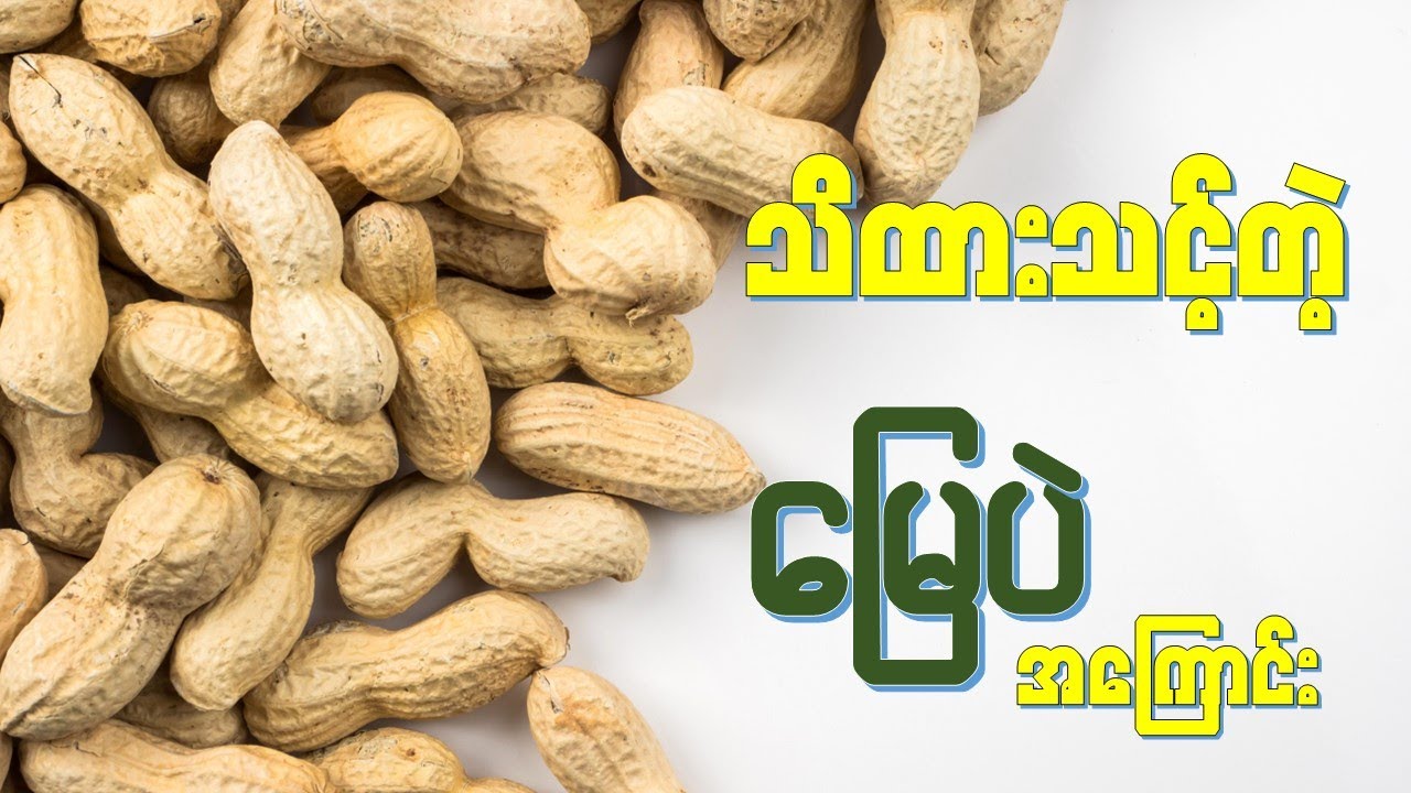 သိထားသင့်တဲ့ မြေပဲ ရဲ့အကျိုးကျေးဇူး   I   Health Benefits of Peanuts