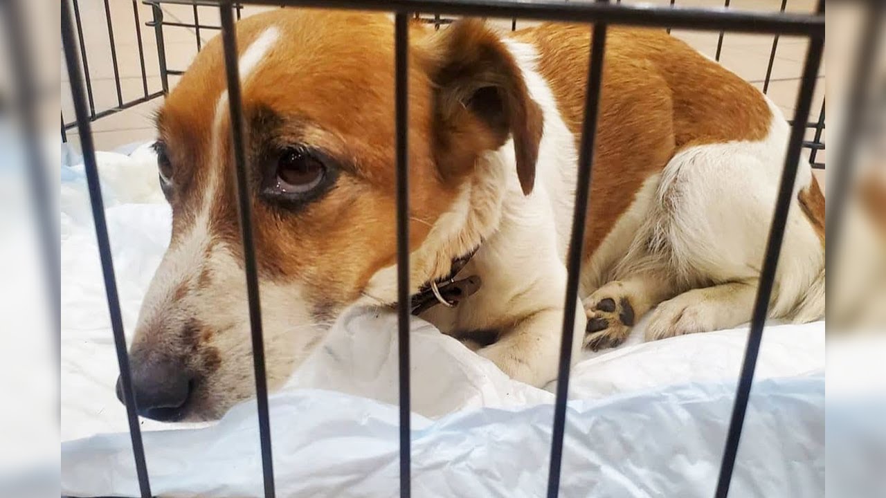 The dog collapsed and fasted after being abandoned, grumpy with all