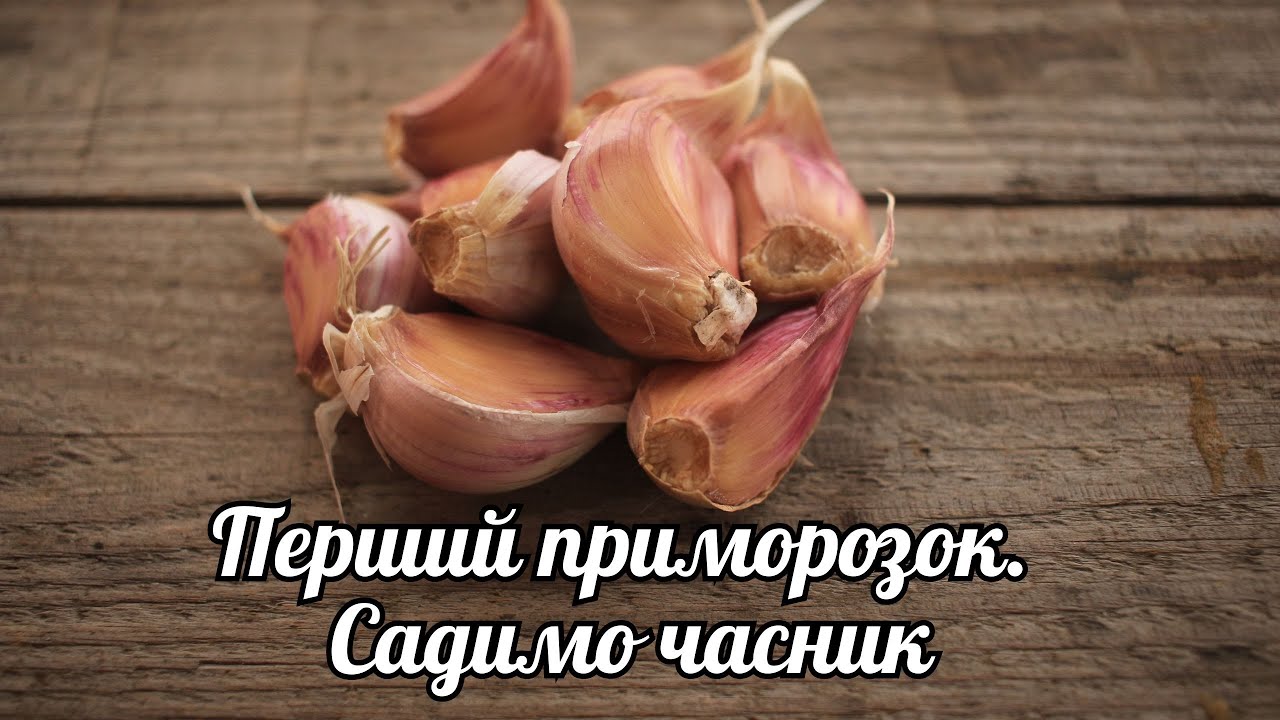 Садимо часник після перших приморозків