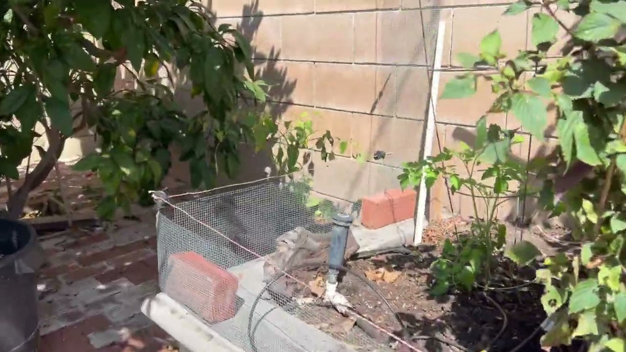 electric rat fence video