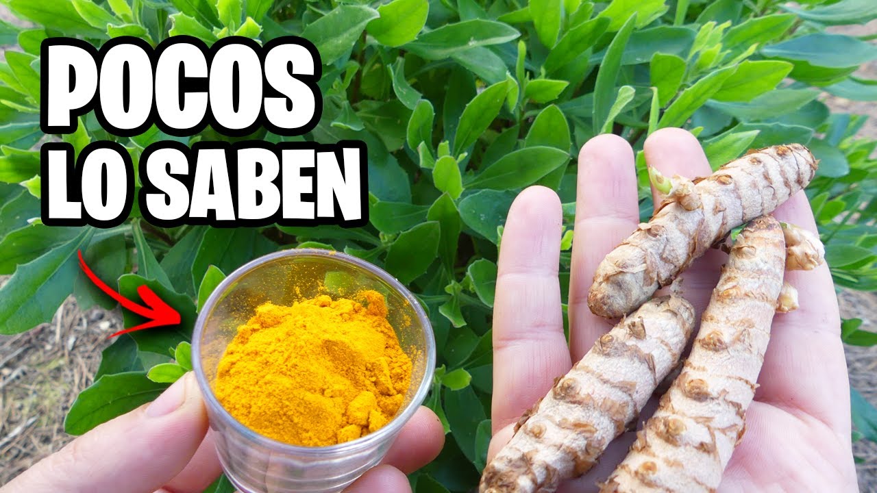 3 Usos INCREÍBLES de la CURCUMA (¡Te SORPRENDERAN!) | La Huerta de Ivan