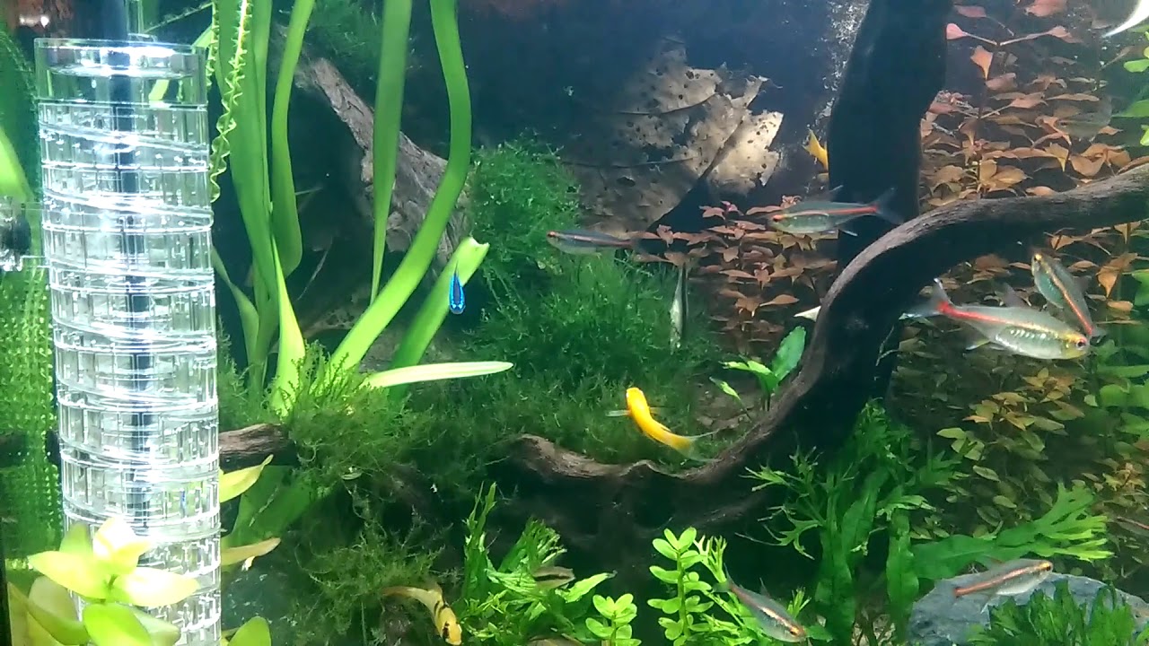 JBL ProFlora Bio 160 v2 Co2