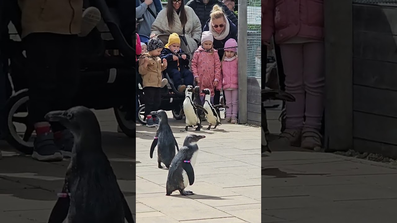 Pingvinséta a Győri Állatkertben