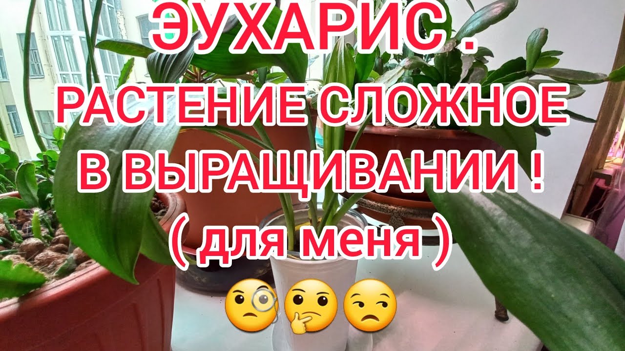 ЭУХАРИС ! ОПЯТЬ СГНИЛИ КОРНИ! ПРОБЛЕМЫ В ВЫРАЩИВАНИИ ! 1 ЧАСТЬ.