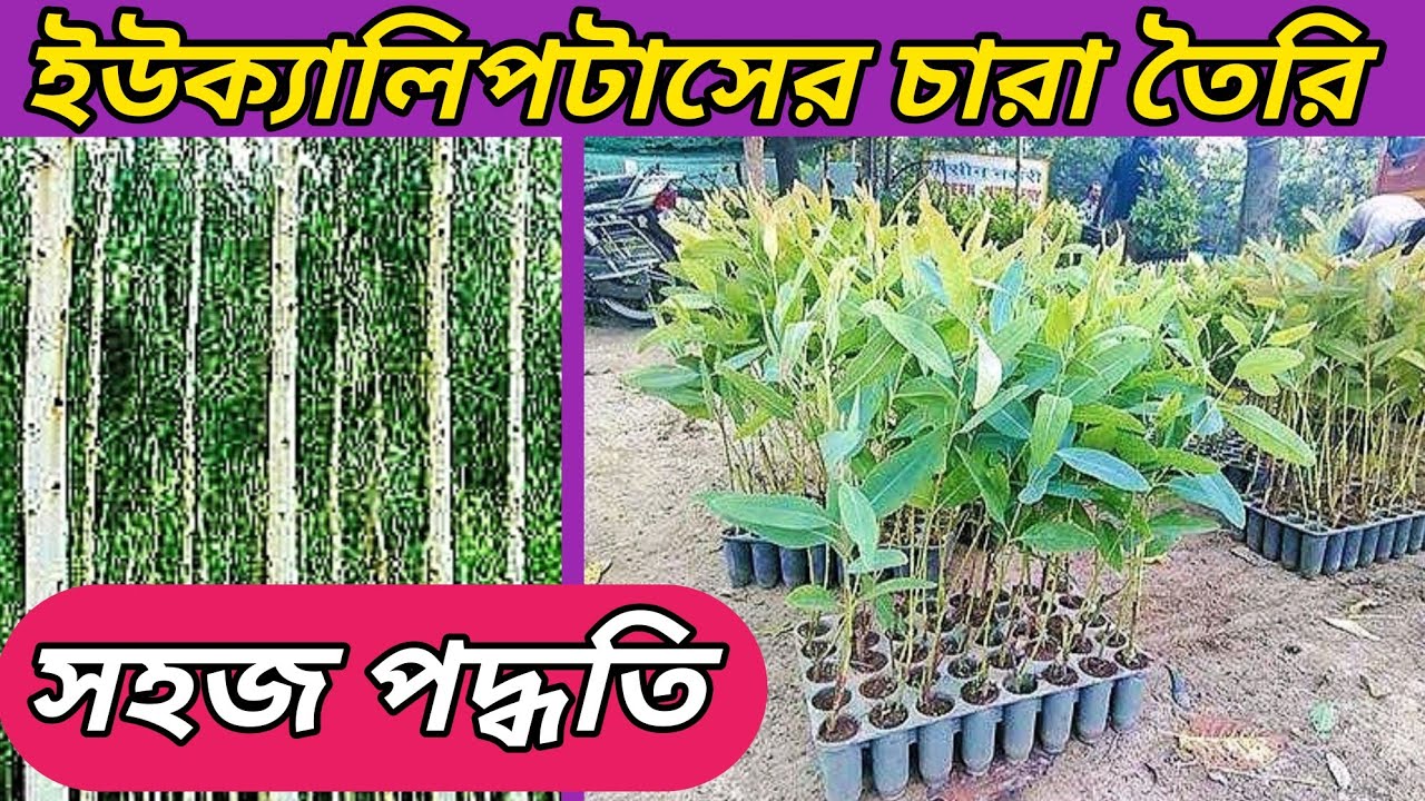 ইউক্যালিপটাস গাছের চারা তৈরির পদ্ধতি। ইউক্যালিপটাসের প্যাকেটজাতকরন থেকে নার্সারি।Eucalyptus plant