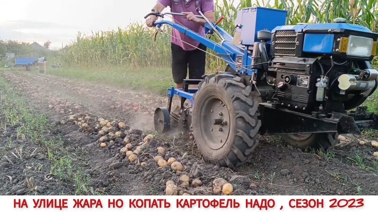 ВОТ ЭТО УРОЖАЙ , ПОЛНЫЙ ПРИЦЕП КАРТОФЕЛЯ 2023 / КОПАЕМ ГРОХОТНОЙ КАРТОФЕЛЕКОПАЛКОЙ ДО МОТОБЛОКА