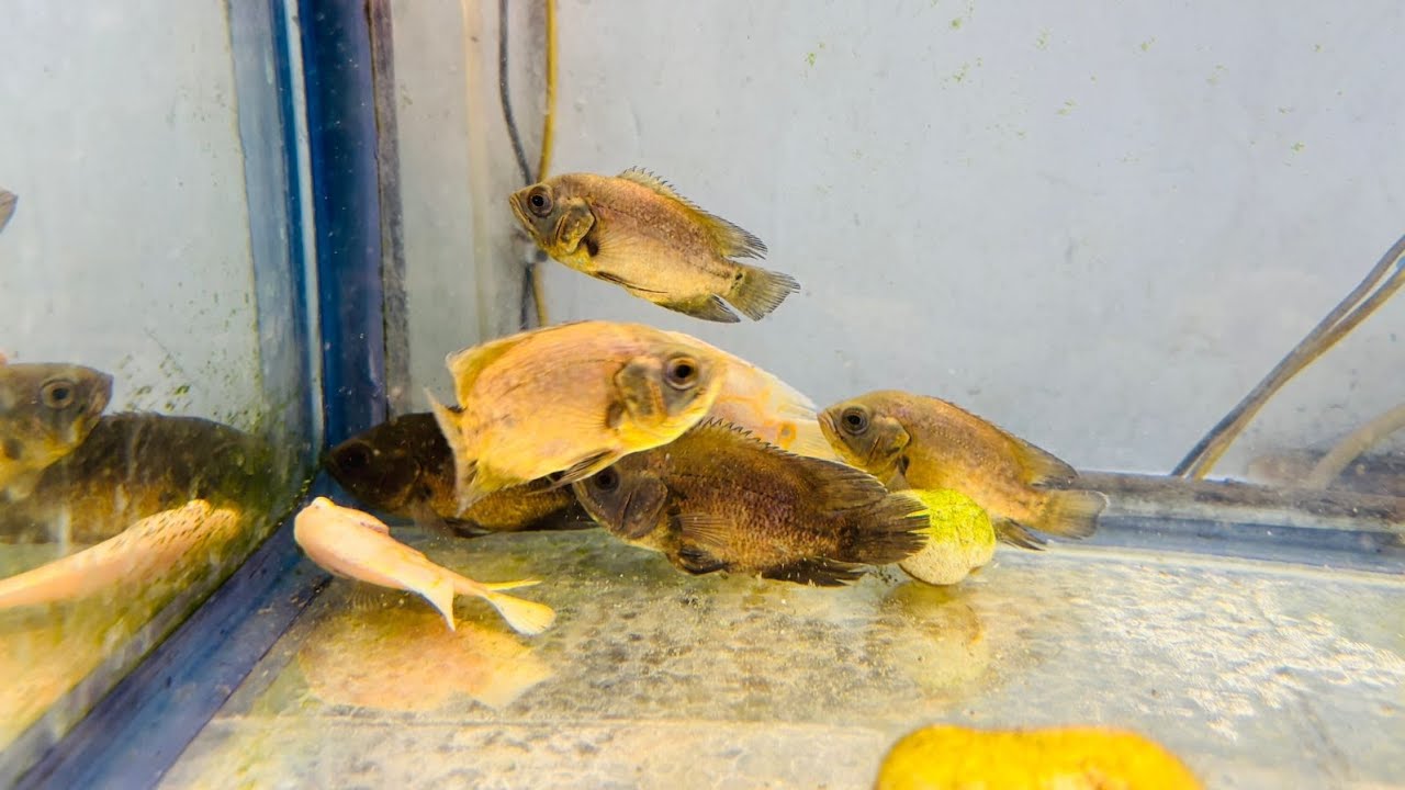 #Fish