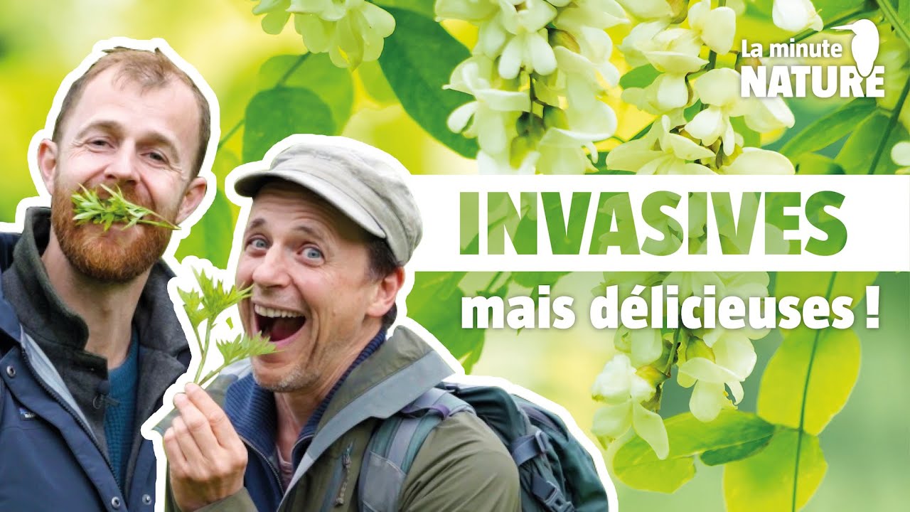 On dévore les plantes invasives avec @lechemindelanature-lachaine ! (N°380)