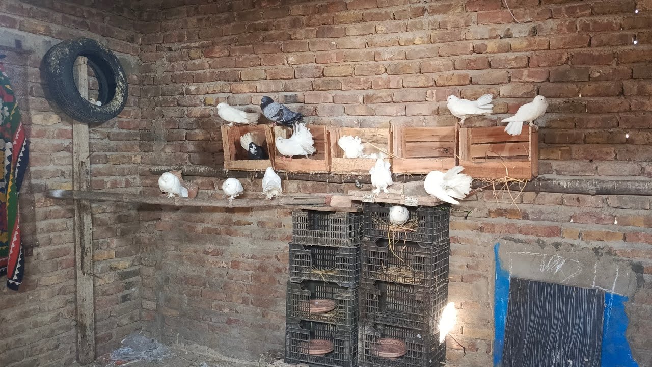 LIVE Pigeons 🕊️ Beautiful Birds in Real Time | Peaceful Nature Stream”