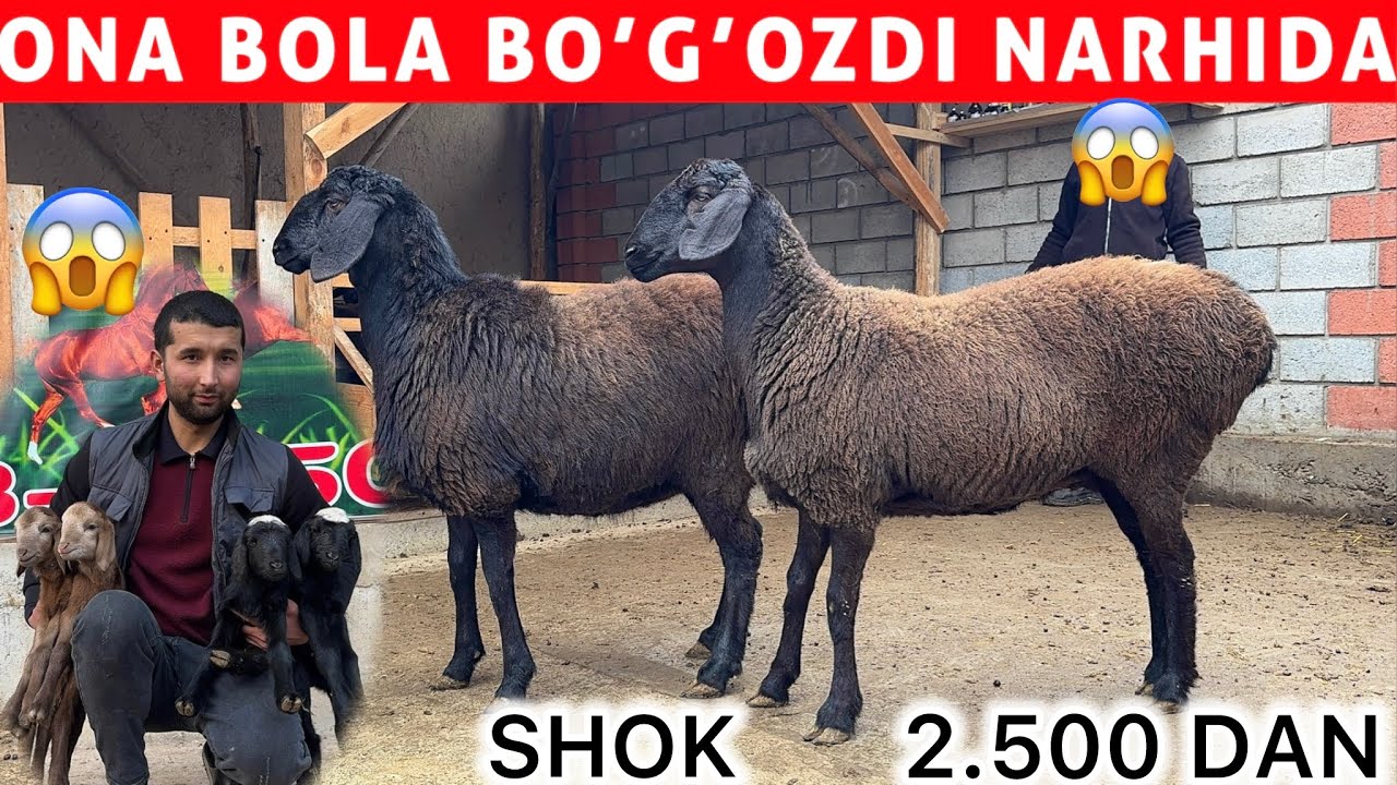 	2.500 DAN BOGOZ ONA BOLA EGIZAKCHI QOYLAR 😱 AHROR ARZONCHIDA SHOK
