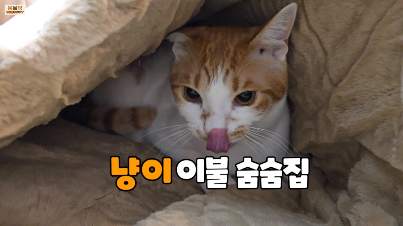 고양이가 먼저 들어간 이불 숨숨집… 왜 이렇게 좋아할까?