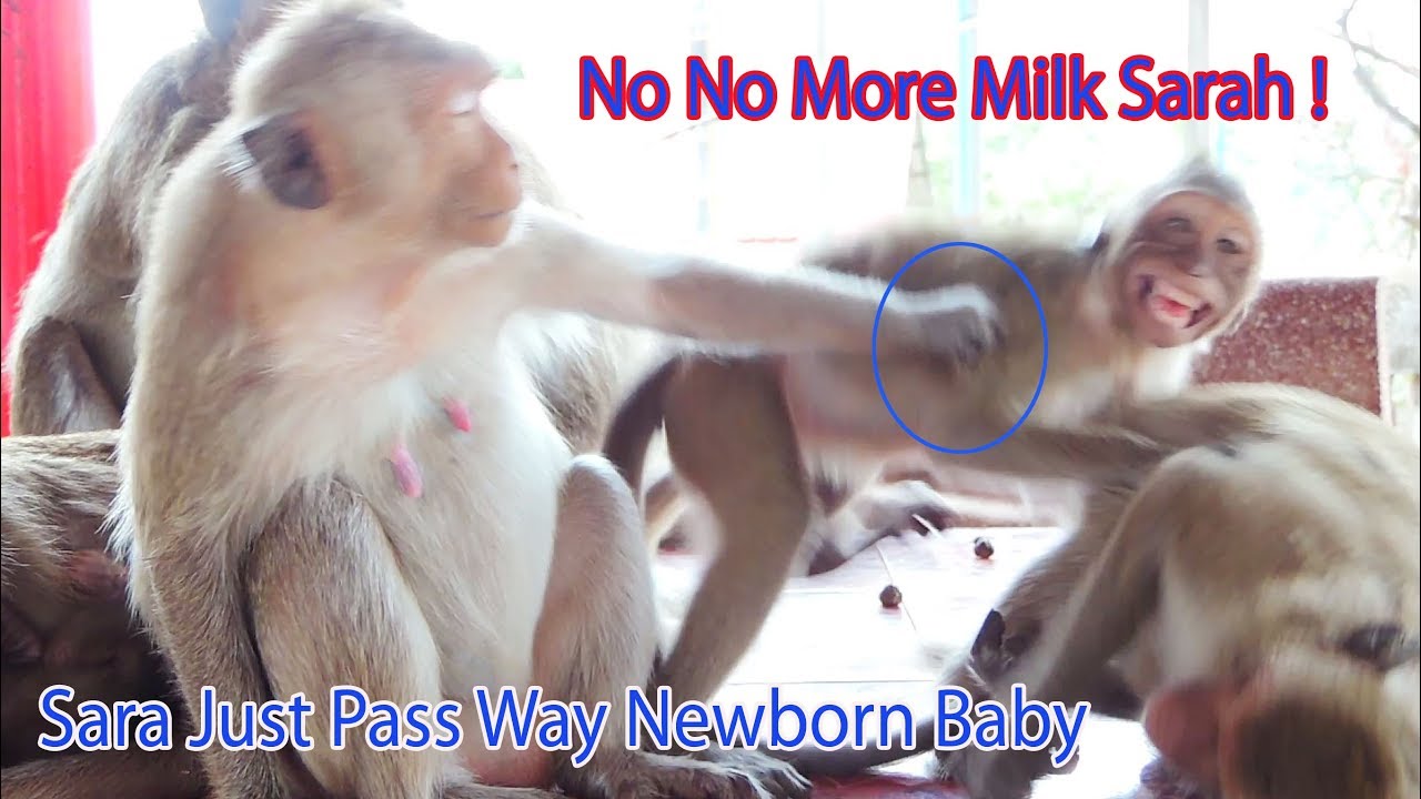No More Milk Big Girl Sarah ! Why So Big Girl Sarah Still Ask Sara For Milk / Sara Feeling So Bad